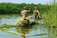 Khách Tây thích thú bắt cua, mò sò huyết, thu hoạch đặc sản nổi tiếng Cà Mau