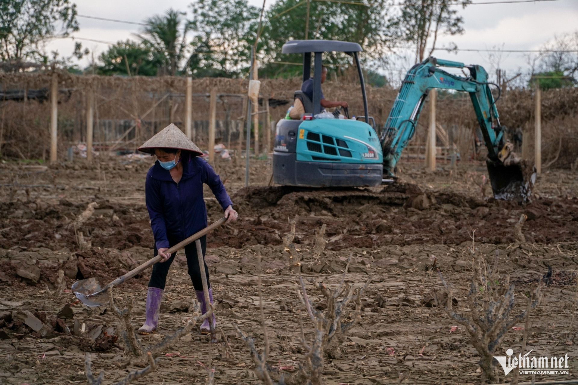 Các chủ vườn đào ở Hà Nội chi bộn tiền để cải tạo vườn sau lũ-3