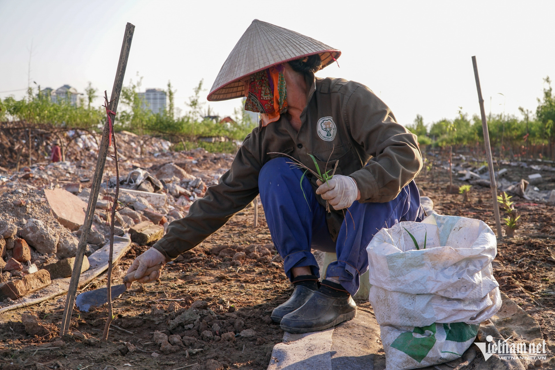 Các chủ vườn đào ở Hà Nội chi bộn tiền để cải tạo vườn sau lũ-12