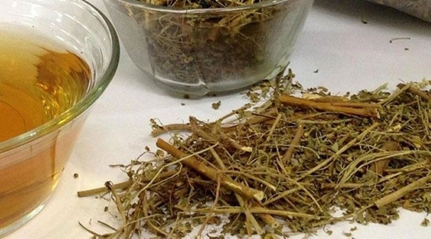 Loại cây phơi khô thành thảo dược quý thanh lọc gan, tốt cho thận-1