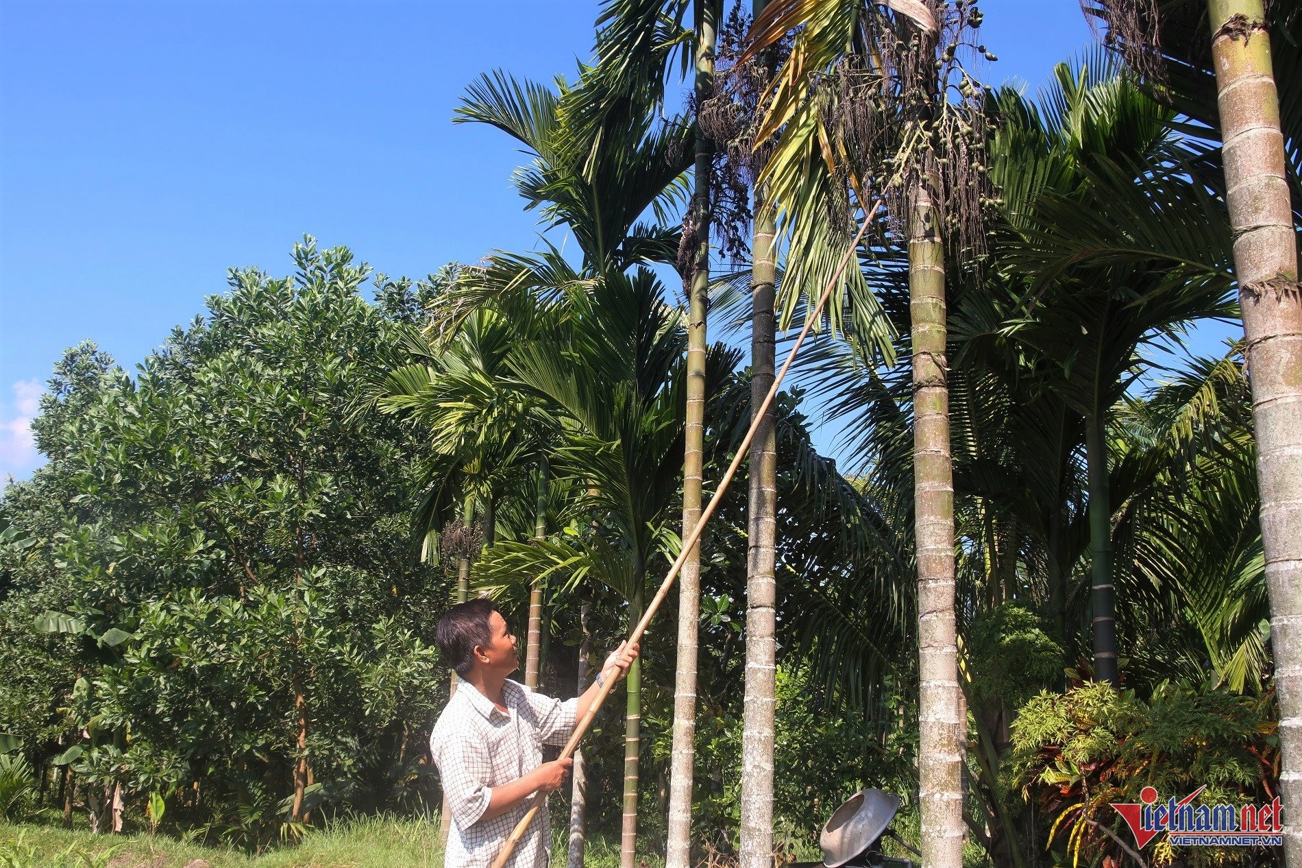 Giá tăng kỷ lục, 1 tấn cau tươi bằng cả lượng vàng-1