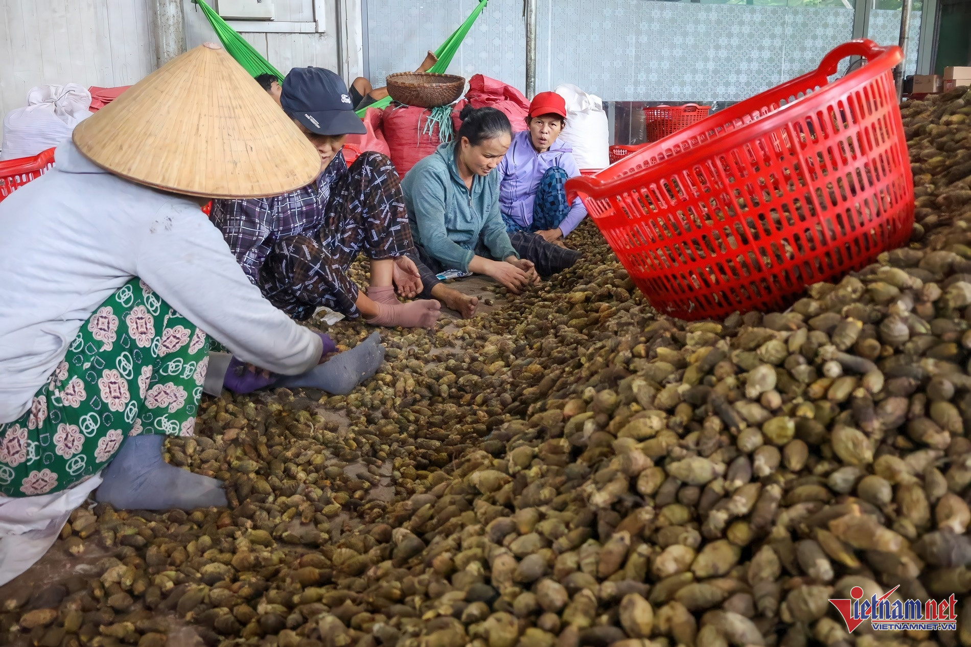 Giá tăng kỷ lục, 1 tấn cau tươi bằng cả lượng vàng-4