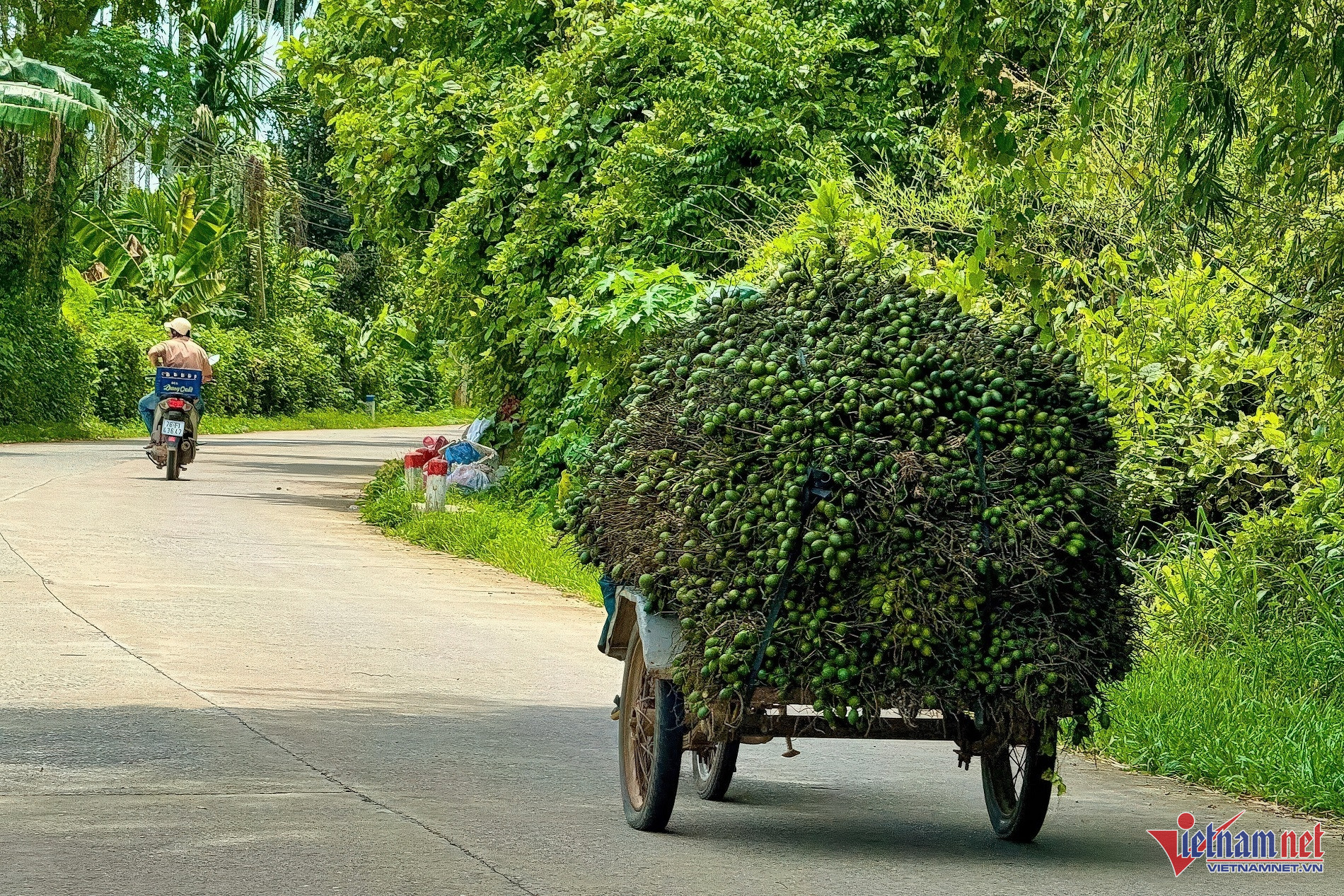 Giá tăng kỷ lục, 1 tấn cau tươi bằng cả lượng vàng-9