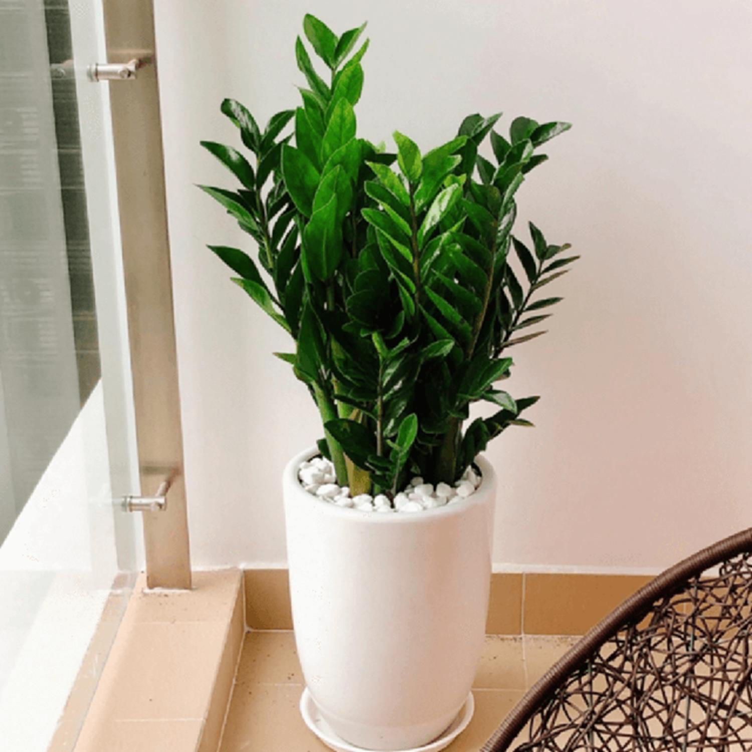 Cây kim tiền đặt ở vị trí này vừa hỗ trợ phục hồi sức khỏe, vừa hút tài lộc, tiền của-2