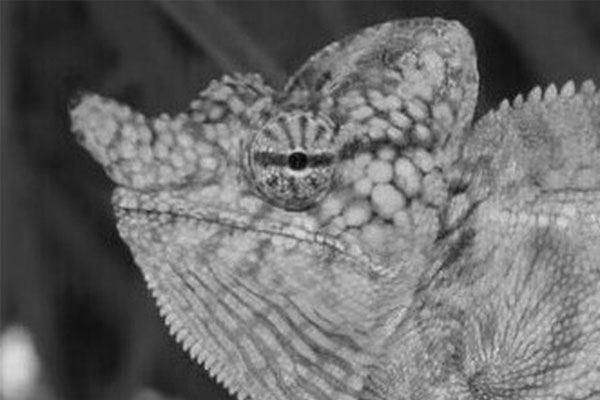 Loài vật quý hiếm bậc nhất hành tinh biết hát bất ngờ hồi sinh sau hơn 50 năm tuyệt chủng-5