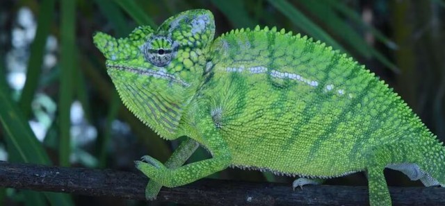 Loài vật quý hiếm bậc nhất hành tinh hồi sinh sau hơn 100 năm tuyệt chủng-1