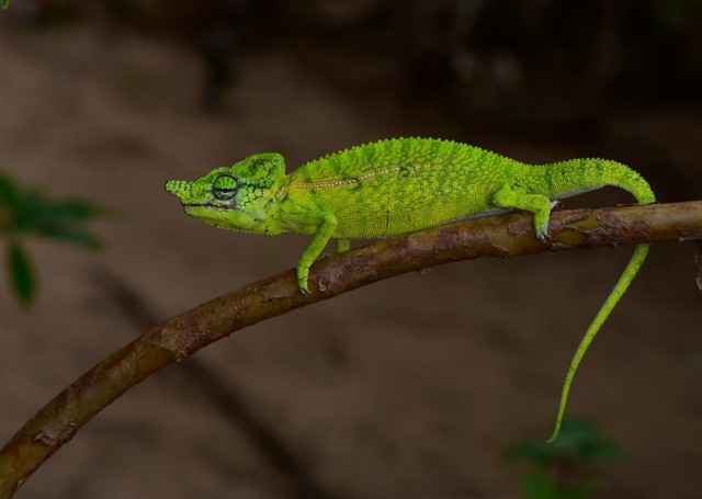 Loài vật quý hiếm bậc nhất hành tinh hồi sinh sau hơn 100 năm tuyệt chủng-2