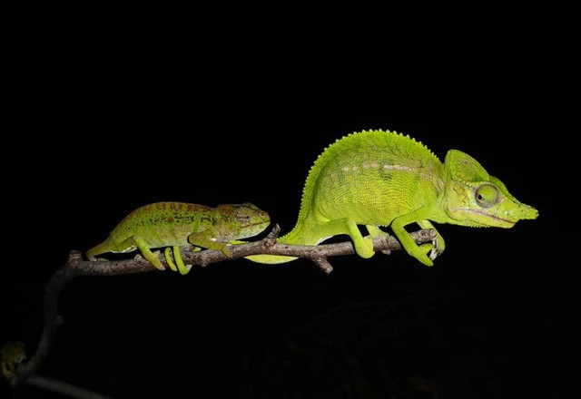 Loài vật quý hiếm bậc nhất hành tinh hồi sinh sau hơn 100 năm tuyệt chủng-3