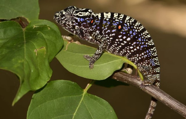 Loài vật quý hiếm bậc nhất hành tinh hồi sinh sau hơn 100 năm tuyệt chủng-4