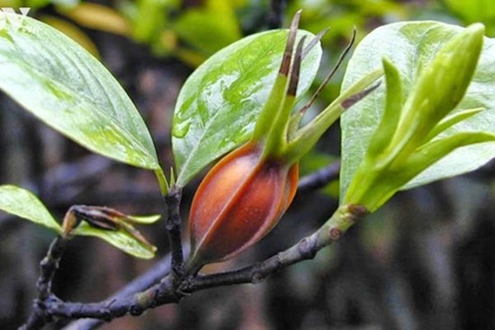 Quả mọc dại là thuốc chữa bệnh, giá vài trăm nghìn đồng/kg