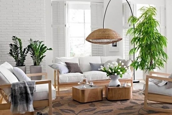 Cây kim tiền đặt ở vị trí này vừa hỗ trợ phục hồi sức khỏe, vừa hút tài lộc, tiền của