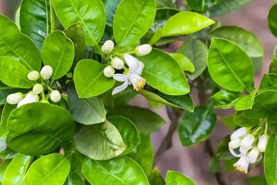 Đừng chỉ ăn quả, lá của cây này quý như