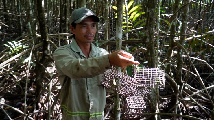 Săn chù ụ mặt ngầu trong rừng ngập mặn kiếm nửa triệu mỗi ngày-3