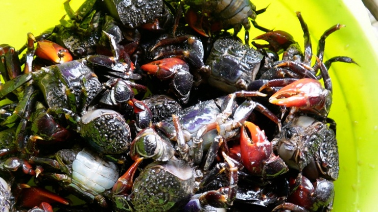 Săn chù ụ mặt ngầu trong rừng ngập mặn kiếm nửa triệu mỗi ngày-9