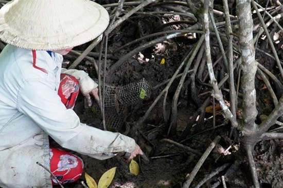 Săn chù ụ 'mặt ngầu' trong rừng ngập mặn kiếm nửa triệu mỗi ngày