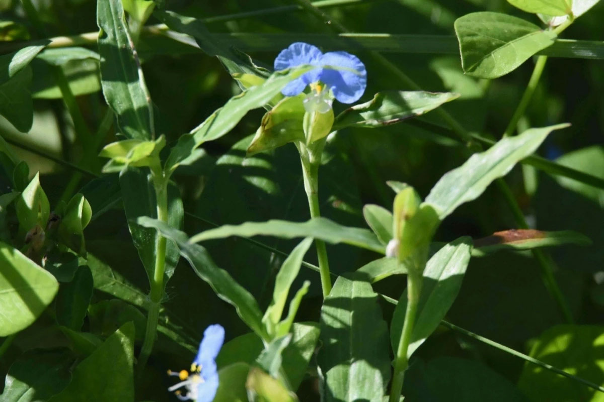 Cây thuốc quý mọc tua tủa khắp nơi, nhiều người tiếc hùi hụi vì toàn ngó lơ-2