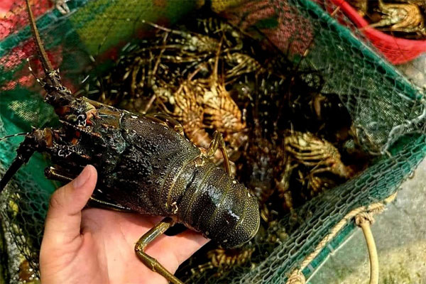 Sự thật về loại tôm hùm giá chỉ 39.000 đồng/con bán tràn ngập chợ-3