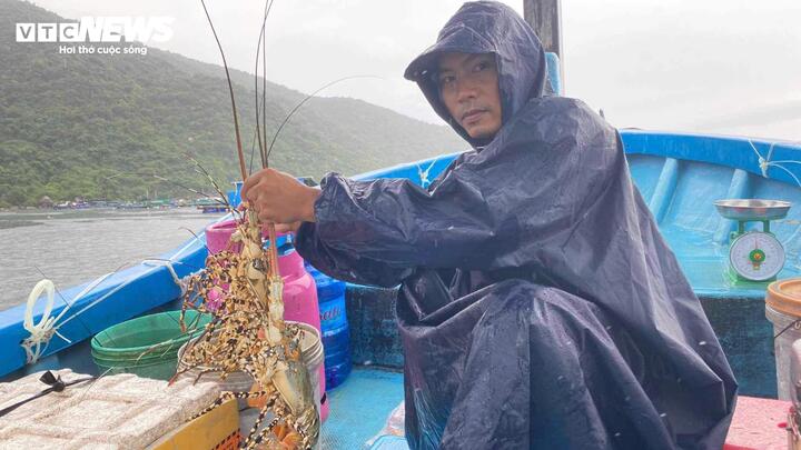 Thương lái bất ngờ không mua tôm hùm to, thủ phủ Phú Yên, Khánh Hòa điêu đứng-1