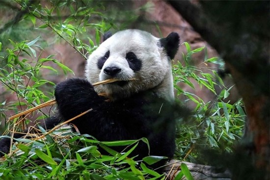 Trung Quốc gửi cặp gấu trúc 'ngoại giao' mới sang Mỹ