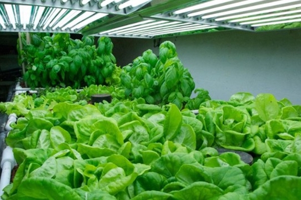 Công dụng tuyệt vời khi đặt tỏi dưới đầu giường, gối ngủ-4