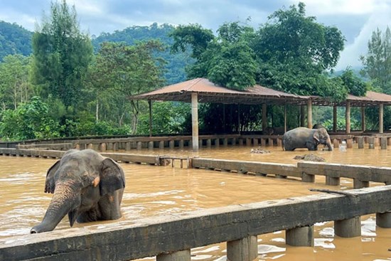 Đông Nam Á hứng chịu mưa lớn bất thường