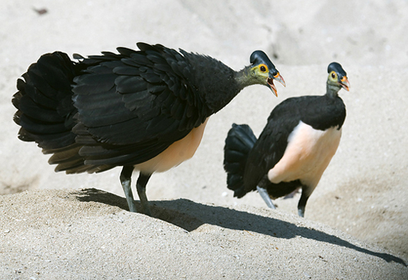 Loài chim quý hiếm bậc nhất thế giới vừa nở ra đã biết bay nhảy-5