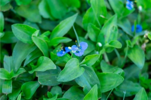 Việt Nam có loại quả khô vàng mười, ngâm với nước giúp hạ mỡ máu, ngừa ung thư-3