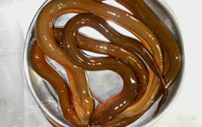 Cách làm sạch nhớt lươn đơn giản-1