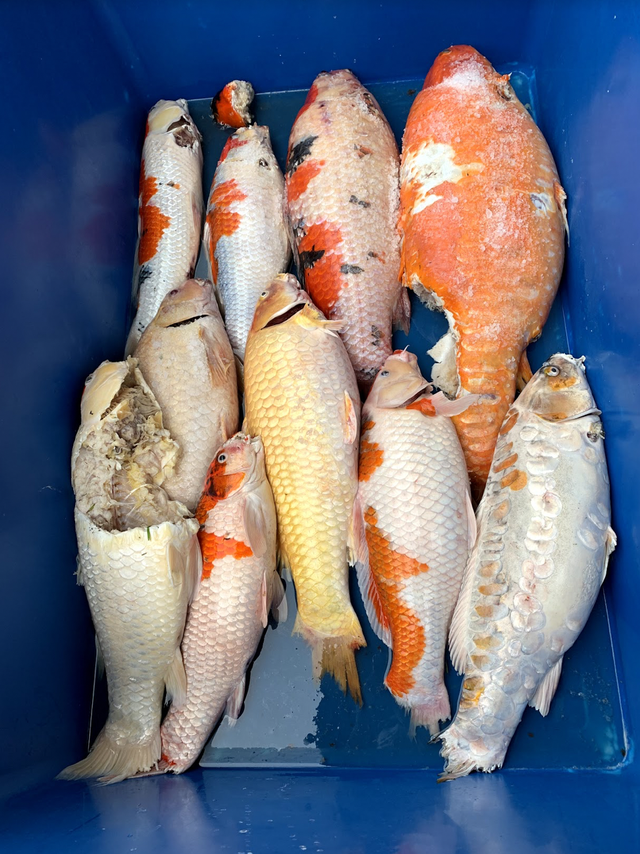 10 con cá Koi bị giết trong đêm, chủ nhà sốc khi biết thủ phạm-2