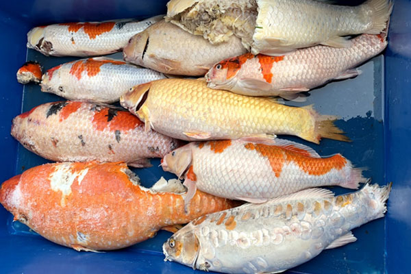 Người đàn ông bị xử tử hình vì đẩy con gái 3 tuổi vào đầu xe tải-2