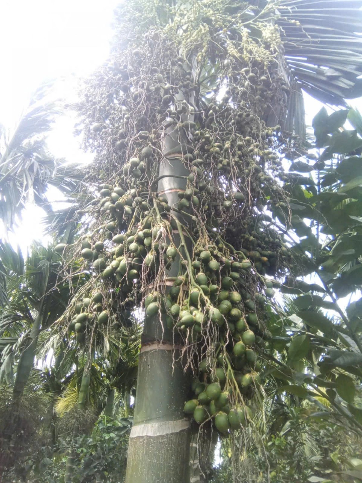 Trái cau thương phẩm giá tăng đột biến, người trồng bội thu-3