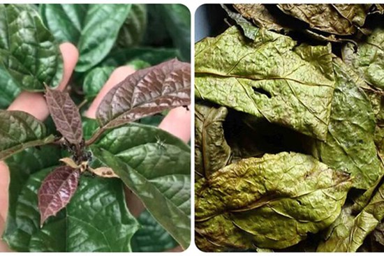 Uống lá xạ đen tươi hay khô thì tốt?