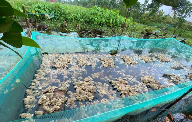 Cãi vợ về quê nuôi con hiền như đất, anh nông dân kiếm 500 triệu/năm rất nhẹ nhàng-3