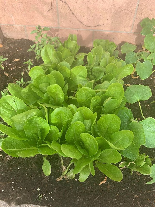 Biệt thự khủng của nữ ca sĩ vừa khiến BTC Anh Trai Vượt Ngàn Chông Gai phải lên tiếng xin lỗi-18