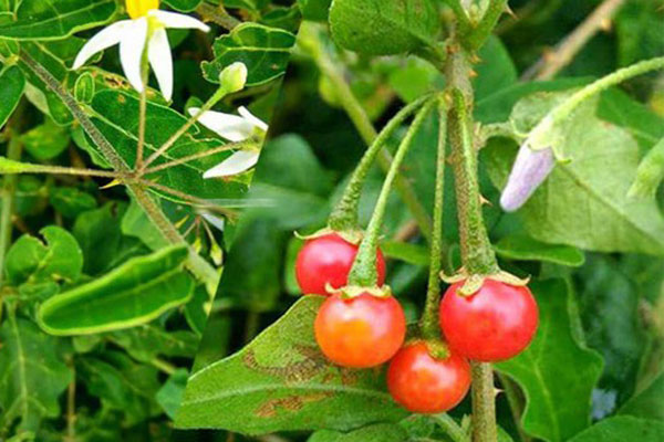 Bé gái 8 tuổi tử vong do ăn quá nhiều quả cà gai leo-1