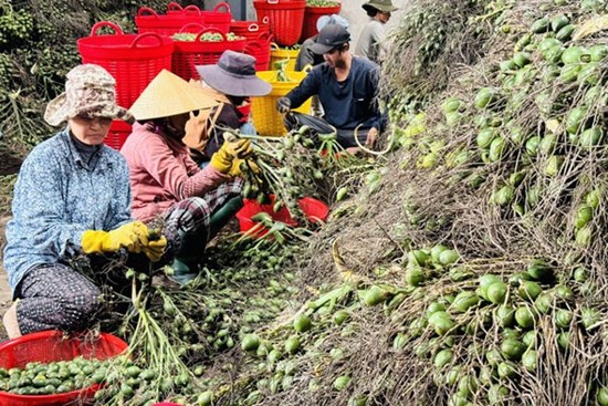 Thương lái Trung Quốc 'quay xe', giá cau ở Quảng Ngãi lao dốc