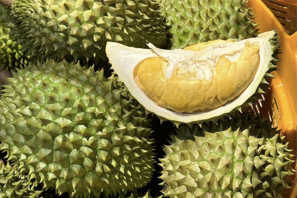 Mạnh dạn trồng loại cây ví như cây tiền tỷ, ông nông dân cắt mang đi bán lãi ngay gần 4 tỷ đồng-4