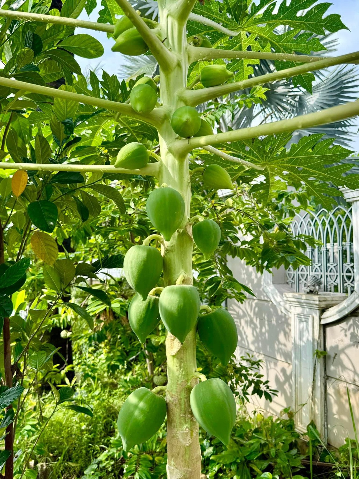 Hé lộ bên trong biệt thự 400m2 của ca sĩ Bảo Thy và chồng đại gia-3