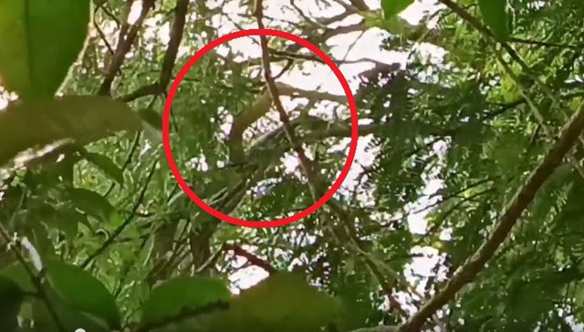 Nhìn lên cây, nhà sư sợ hãi khi chứng kiến cảnh tượng đáng kinh ngạc-1