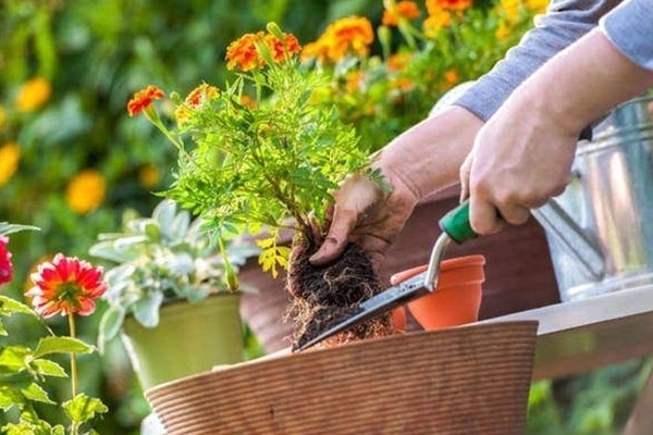 Mẹo cắm hoa hồng tươi lâu-4