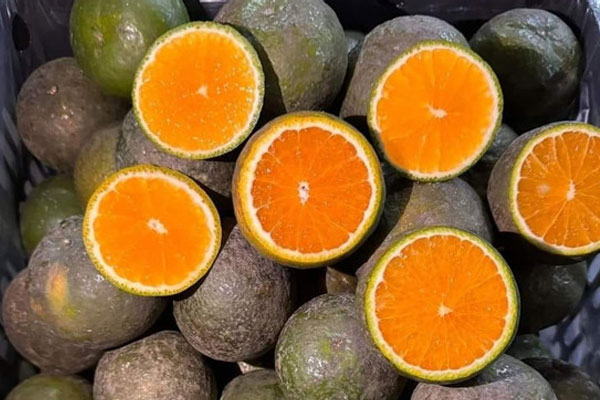 Thấy gì từ việc giá cau tăng sốc rồi ‘bốc hơi’?-2