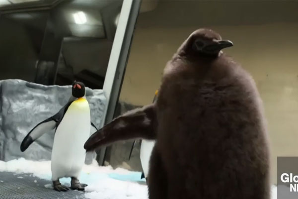 Mẹ trẻ ở Hà Nội khoe clip con trai nói đúng một từ, thu hút 18 triệu lượt xem-4