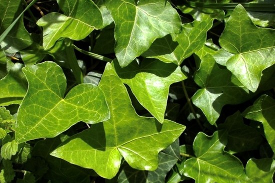 Cây thường xuân hợp mệnh gì?