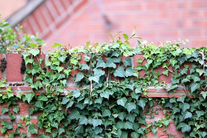 Cây thường xuân hợp mệnh gì?-2