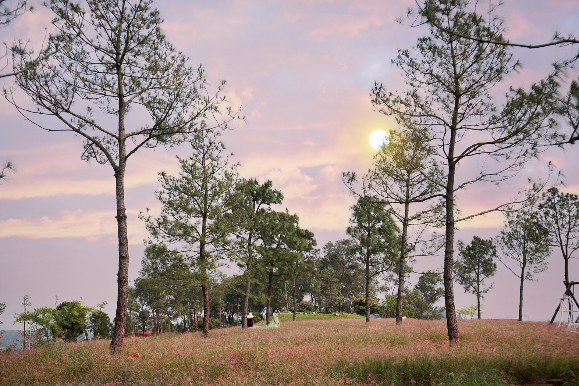 Đồi cỏ hồng cách Hà Nội khoảng 70km, đẹp như ở Đà Lạt, hút khách check-in-3