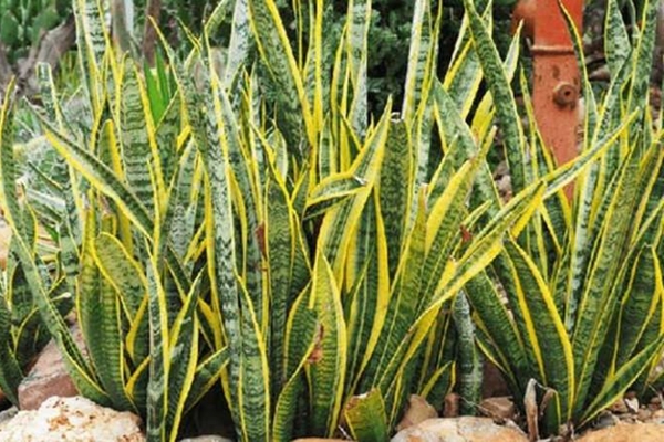 Đây là những loại cây trồng dẫn dụ rắn đến, gây nguy hiểm cho nhà bạn-6