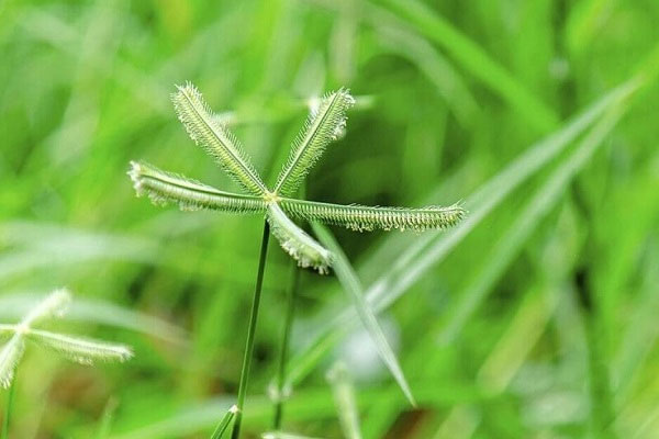 Top 8 cây quen thuộc chữa cảm sốt theo gợi ý của Bộ Y tế-2