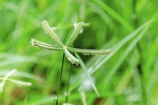 Top 5 loại cỏ mọc ven đường là cây thuốc được Bộ Y tế công nhận