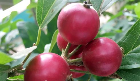 Thứ quả xưa rụng thối gốc, nay thành đặc sản dân phố săn lùng vì vị lạ, 30.000 đồng/kg-2