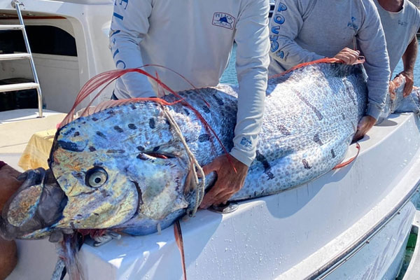 Ngư dân câu được con cá mú khổng lồ nặng 136 kg trên biển-2